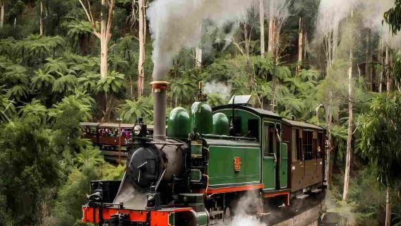 墨爾本奔馳小團►蒸汽火車Penguin Parade一日遊