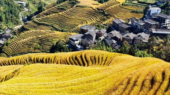 Longji Ping'an Village: Un día de esplendor natural con conductor anglófono