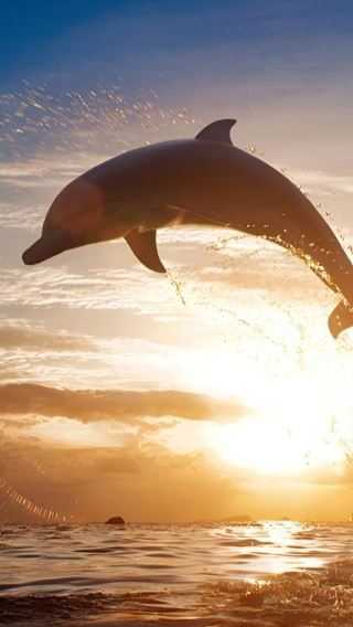 1-day tour in Bohol island: dolphin watching, Virgin Island visit, Balicasag snorkeling and fishing experience