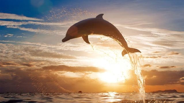 Bohol: eendaagse tour met dolfijnen spotten, Virgin Island, snorkelen bij Balicasag en visserij-ervaring