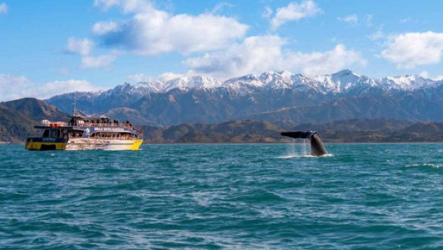 Whale Watching Tour in Kaikoura, New Zealand (Round-Trip from Christchurch with Admission Ticket & Hotel Transfer)