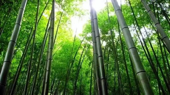 宜賓往復：蜀南竹海ワンデーツアー 中/英多言語ガイド｜貸切チャーター｜行程カスタマイズ