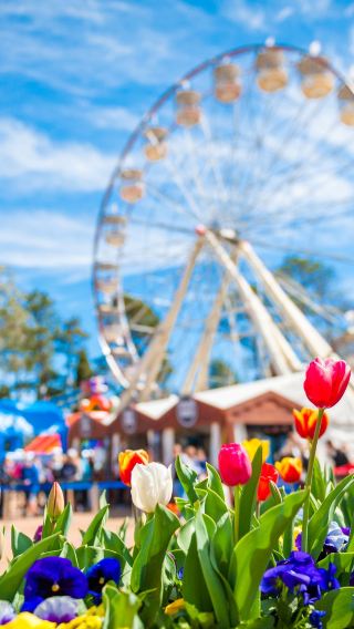 2026 Canberra Floriade Flower Festival, Mt Ainslie Lookout & Bowral Spring Day Tour (From Sydney)