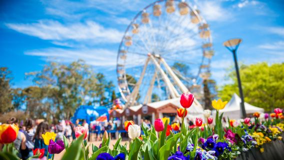 Festival de las Flores de Camberra 2026 + Mirador de la Montaña Ainslie + Pueblo de Bowral (salida desde Sídney)