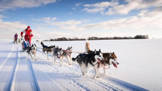 Bezoek aan een huskyboerderij in Rovaniemi, Finland + hondenslee ervaring|Meerdere opties beschikbaar
