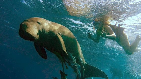 Marsa AlamExperiences