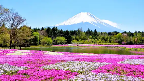 富士山河口湖+本棲湖+忍野八海一日遊,賞花路線