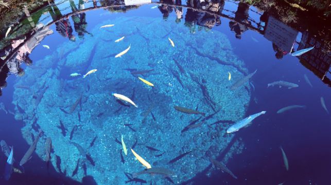 富士山河口湖全景纜車+網紅羅森+忍野八海一日遊，贈送纜車票