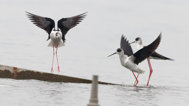 杭州西湖遊船搖櫓船私人尊享包船+私人尊享人工講解+品茶體驗