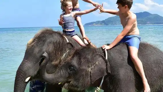 プーケット発|ラッキービーチ 象との触れ合い+写真撮影体験