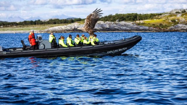 Bodø: Excursión en RIB para ver águilas marinas en Saltstraumen