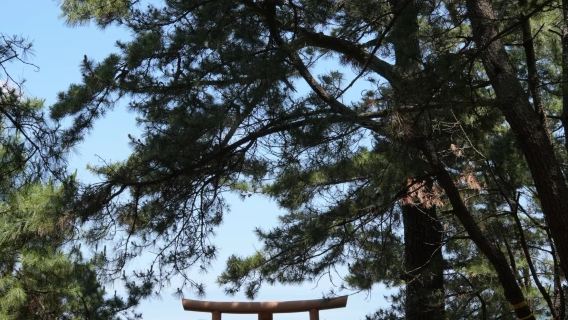 日本福岡市區網紅景點包車/可熊本別府綠牌5-14座包車-精選