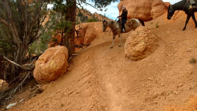 Thunder Mountain Trail: Scenic Horseback Ride