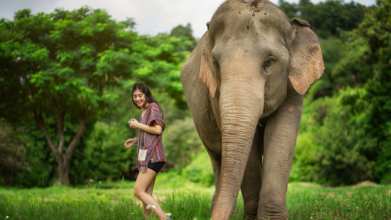 Tour di mezza giornata al Santuario degli elefanti nella giungla di Chiang Mai, Thailandia