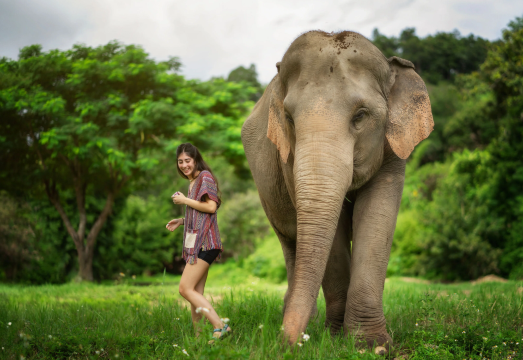Chiang Mai Elephant Jungle Sanctuary Half Day Tour Guide