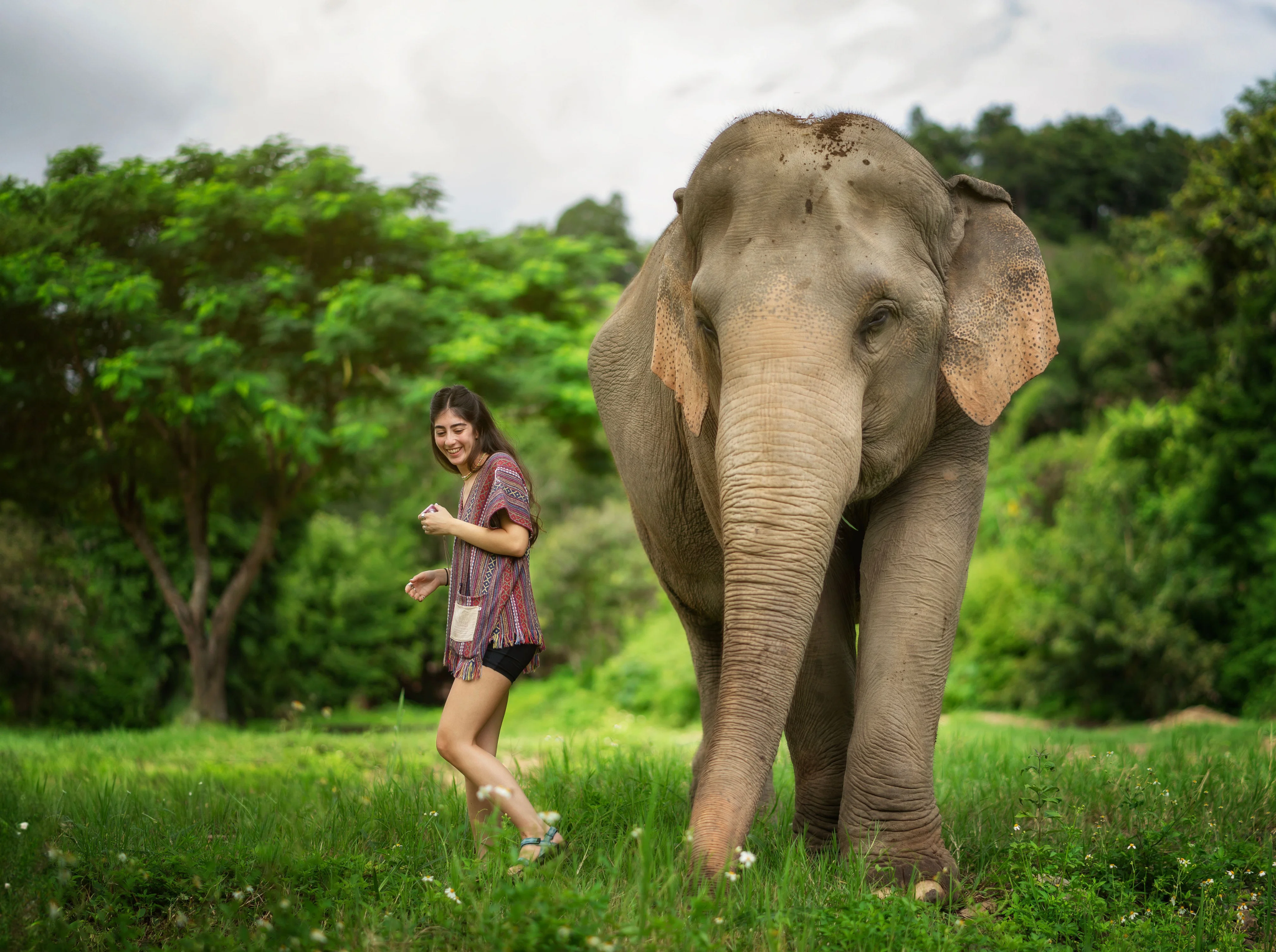 Tour di mezza giornata al Santuario degli elefanti nella giungla di Chiang Mai, Thailandia