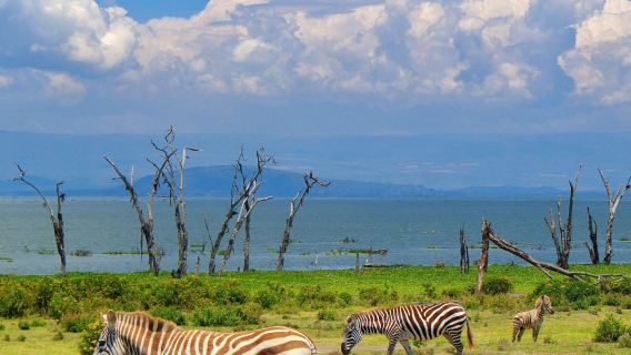肯亞奈洛比一日遊【馬賽文化體驗與動物救援線】