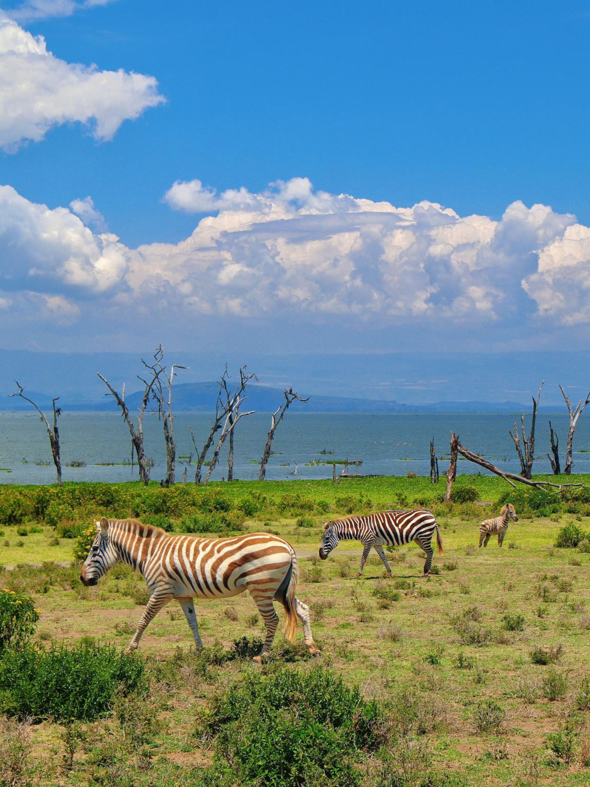肯尼亞內羅畢一日遊【馬賽文化體驗與動物救援線】