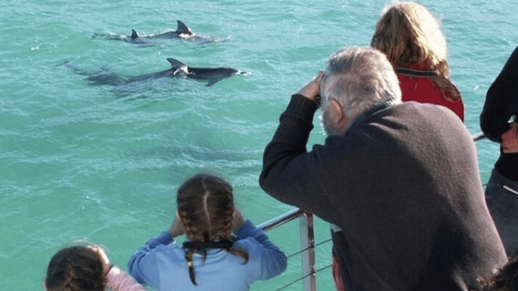 Sydney: Tagesausflug zur Jervis Bay mit Delfinen, Kängurus und Strandzeit