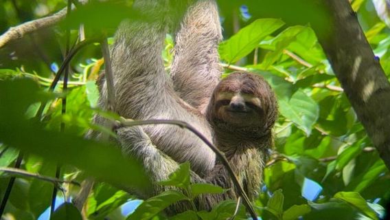 Pendakian berpemandu melalui hutan Manuel Antonio dengan peralatan optik.
