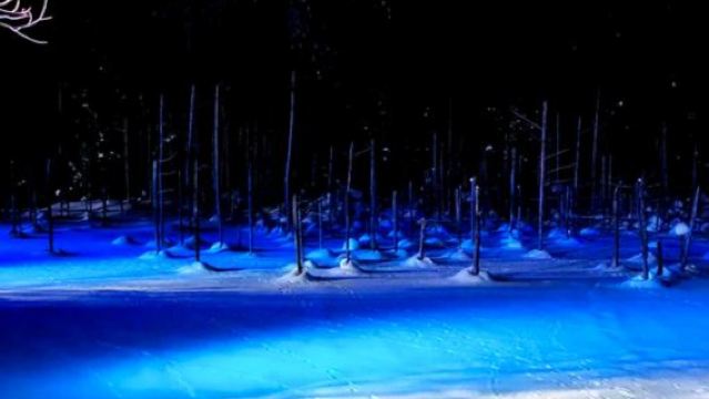 日本札幌來回+旭山動物園+白鬚瀑布+七星之樹+青池/私家包車