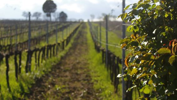 Guided Winery Tour and Private Tasting in Montefalco