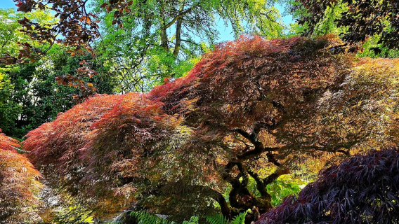溫哥華伊麗莎白女王公園+固蘭湖島+煤氣鎮+吊橋公園一日遊