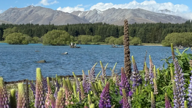 Lawatan sehari sewaan peribadi ke Lake Tekapo, Tasik Pukaki dan Taman Negara Aoraki/Mount Cook di New Zealand