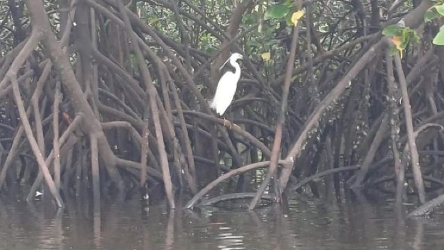 Zanzibar: Mangrove Kayaking and Village tour with Fruits