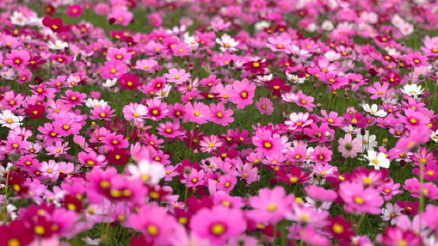 Lawatan Sehari ke Rumah Sun Yat-sen + Taman Zhan + Muzium Bandar Zhongshan + Kampung Yakou [Lautan Bunga Gesang yang Indah]