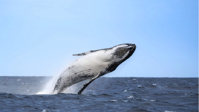 Erleben Sie eine Walbeobachtungstour auf Maui mit der Quicksilver