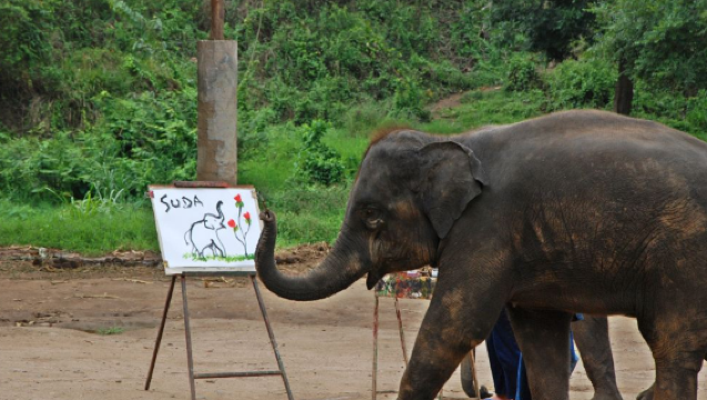 Mae Sa elephant camp elephant care | elephant bathing | half-day or full-day visit experience