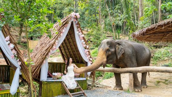 Phuket Patong elephant hug camp | Elephant interaction experience