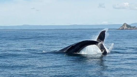 From Tauranga: Half-Day Wild Dolphin Encounter