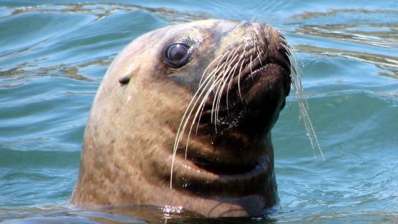 Lima | Islas Palomino Tour | Swim with Sea Lions