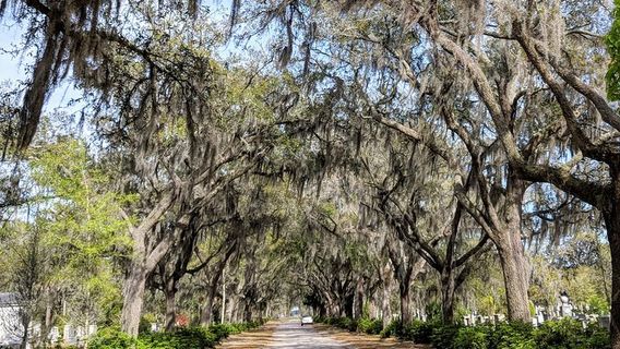 Savannah