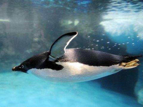 Lawatan Sepadan Sehari ke Muzium Haiwan Laut + Tanjung Eluanbi + Kenting [Berlepas dari Kaohsiung | 