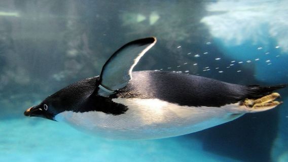 perjalanan satu hari Museum Biologi Kelautan & Akuarium, Taman Eluanbi, dan Kenting ( berbagi kendaraan Bersama) dari Kaohsiung