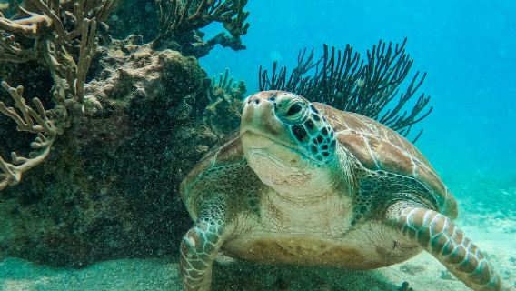 Tulum: Guided Snorkeling Tour