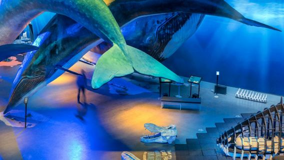 Whales of Iceland: Entry Ticket