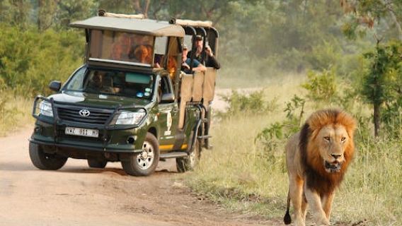Kruger National Park afternoon private safari