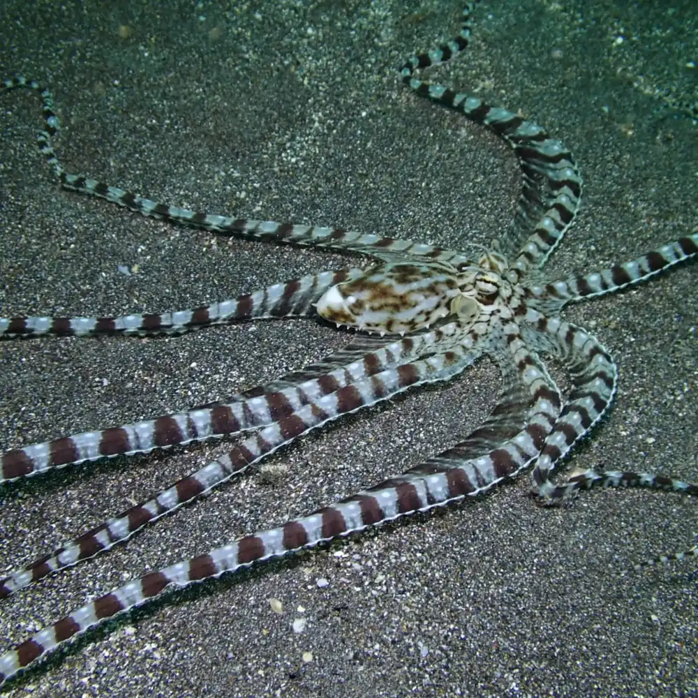 Bunaken & Manado Bay 3-Dive Adventure | Trip.com