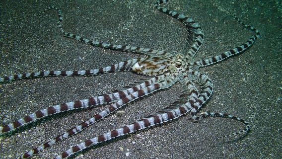 Bunaken & Manado Bay 3-Dive Adventure | Trip.com
