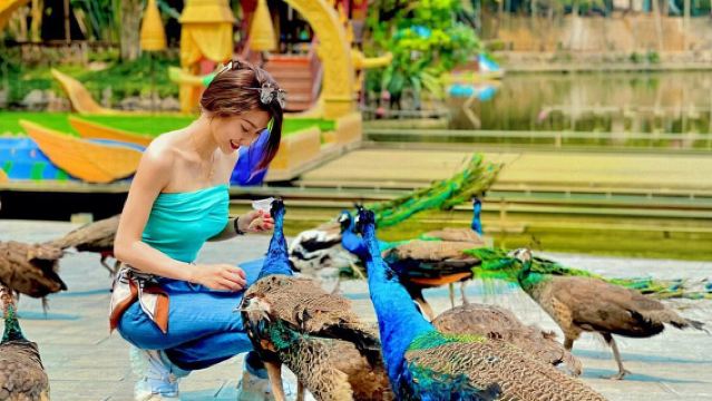 野象谷+西雙版原始森林公園1日遊（1單1團+包含門票省心遊）