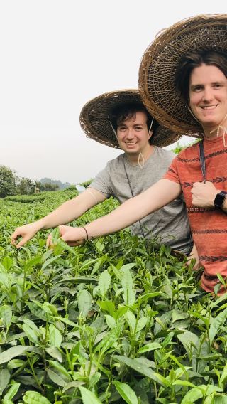 One-Day Leshan Giant Buddha and Tea Terrace Tour In Lost Town