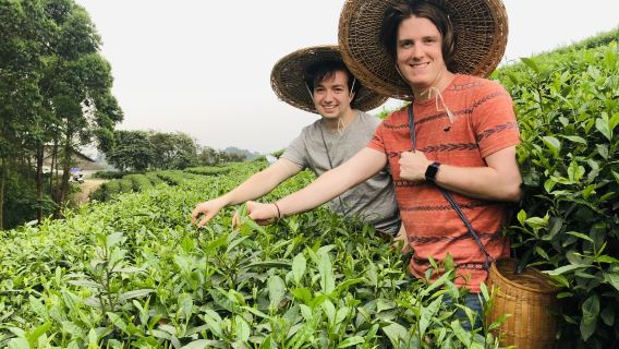 ทัวร์หนึ่งวันชมพระใหญ่เล่อซานและไร่ชาในเมืองลอสท์ทาวน์