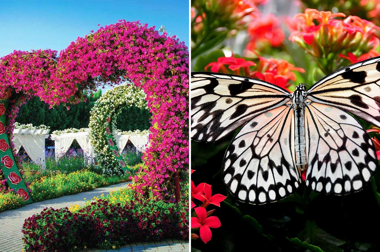 Dubai city tour, Miracle & Butterfly Garden tour with Transfers