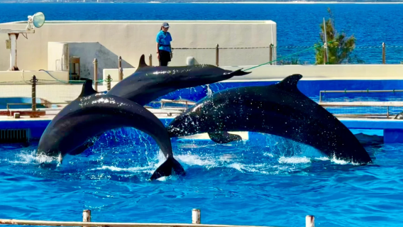 沖繩北部一日遊｜美麗海水族館古宇利島萬座毛美國村【含門票】