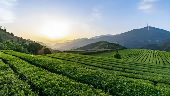 ทัวร์ชาอันซีจากเซียะเหมิน: ไร่ชาหัวเซียงหยวน ทุ่งชาเชิงนิเวศ และการชิมชา