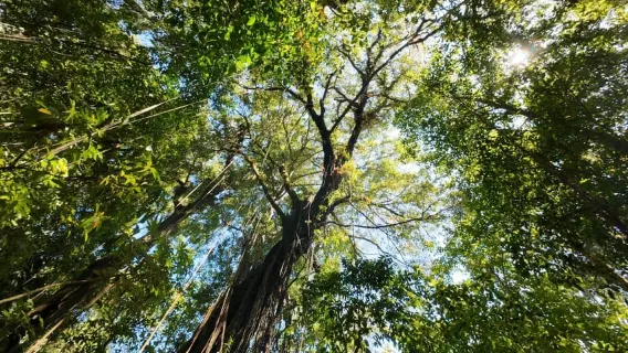 Munduk: Đi bộ đường dài trong rừng Twin Lakes với xuồng hồ và thác nước